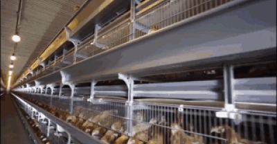 几种新手养殖兰花常见的问题解答