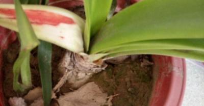 2016无花果种植前景如何？