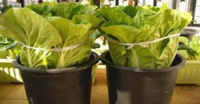 蔬菜的新种植方法——水培