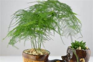 文竹怎么养 文竹的养殖注意事项