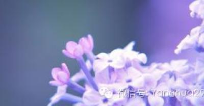 兰中皇后 蝴蝶兰的养殖