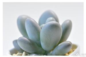 超具观赏价值的星美人如何养殖 教你养多肉