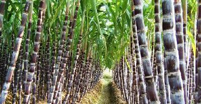 火龙果北方温棚种植要点