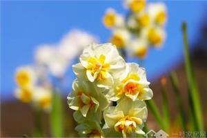 水仙花为什么不开花 水仙花不开花解决方法