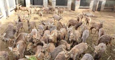 这家鸡场火遍了整个养殖界
