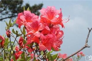 杜鹃花有毒吗 杜鹃花的功效与作用