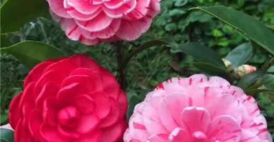 花卉的种植方法及繁殖——石斛