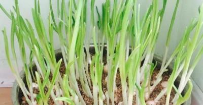 豆角种植的丰产小方法