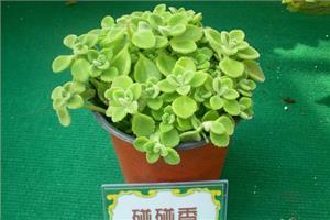 碰碰香有什么作用 碰碰香与家居风格的搭配