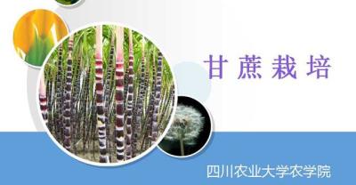长柄金桂扦插育苗与种植技术