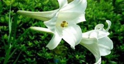 百合这样种植，让你收益大增