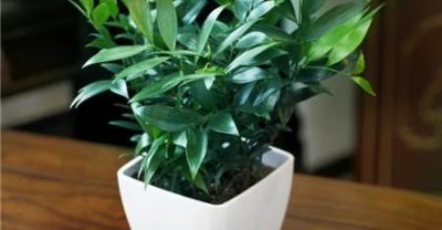 果树种植密度及秋季施肥技术