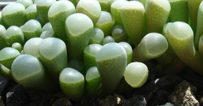 鹿角海棠栽培养殖,多肉植物养护手册