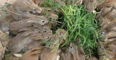 养殖肉鸽如何让它们自然孵化？