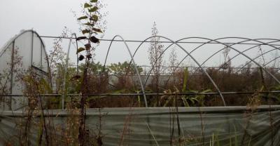 花卉的种植方法及繁殖——金钱树
