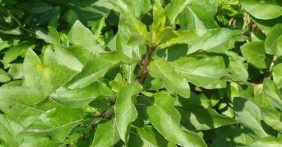 杜鹃花的种植方法 家中养殖杜鹃的技巧