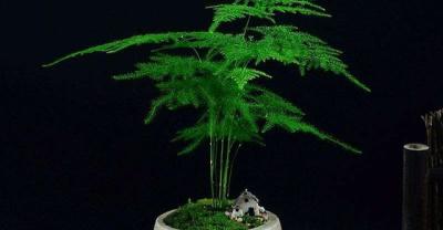 什么过期药可以养花？过期酸奶适合浇什么花什么植物可以用酸奶浇