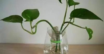 浇水浇不好，养花都得死！试试这种浇花水，简直比营养液都好使！