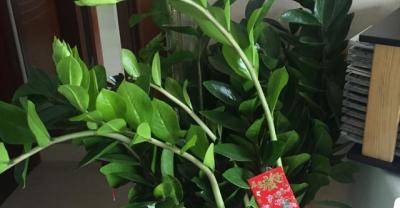 南方种植金银花常见病虫害防治