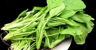 茴香种植大讲究，这点小毛病就不行