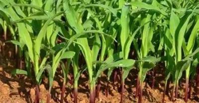 农村大叔手把手教你种植茉莉花