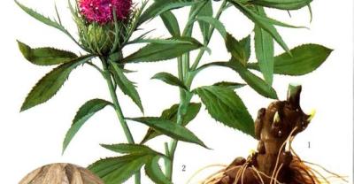 花卉的种植方法及繁殖——虎皮兰