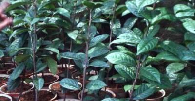 烟草种植高产技术怎么种植？烟草病虫害及其防治一般使用什么药物