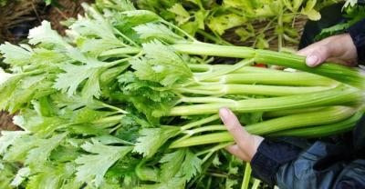 铁线莲的种植办法（有图）