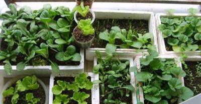 好看又好吃 16个阳台蔬菜种植案例
