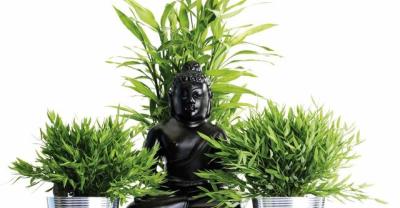 盆栽百合花须知道的种植方法