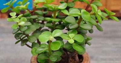 学会这几招养花技巧，废料变成植物肥料，不花钱也能花开不断