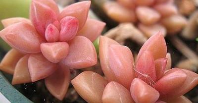 黄颡鱼养殖效益的关键——如何降低的饵料系数