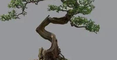 大葱冬贮藏优产种植技巧