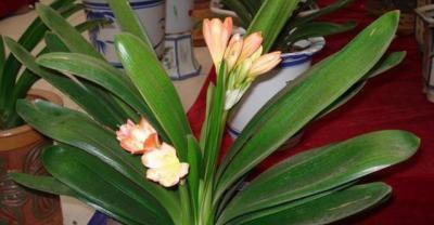 4个盆栽绿萝大问题，养花新手看了再也不会养死！