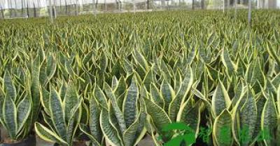 教你如何在家里种植叶用枸杞