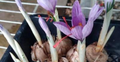 春季花生的高产科学种植教案！