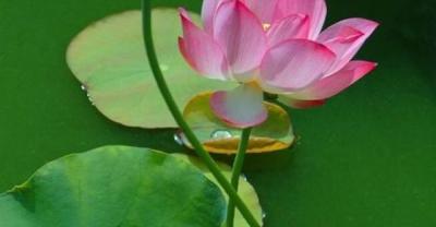 农村老农民手把手教你种植石竹花
