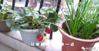 关于苗木——蓝莓种植中的关键注意事项