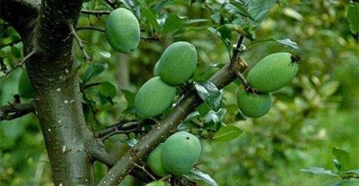 为什么沙漠里不大范围种植仙人掌？