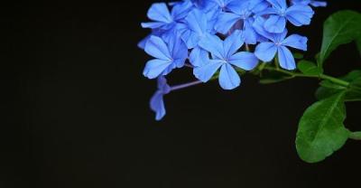 养殖野兔到底该注意些什么？
