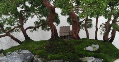 蔬菜种植：茄子基质袋栽培技术