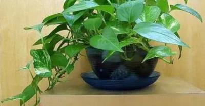 养花换盆方法没用对，你的花离死就不远了，花开爆盆就更不可能了