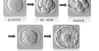 中药种植是农民致富的又一个好途径