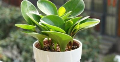 小米草养殖小龙虾的塘口需要具备哪些条件？
