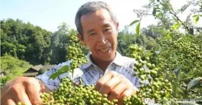 蓝莓的种植时间和技术要点