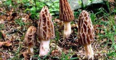 种植牙的术前准备工作有哪些