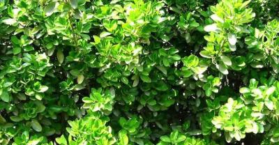 植物界的“老寿星”，龙血树家庭盆栽养殖方法及注意事项！