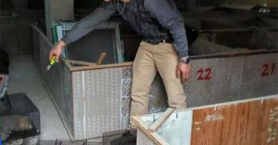 蓝藻爆发季节对水产养殖的危害有多大？