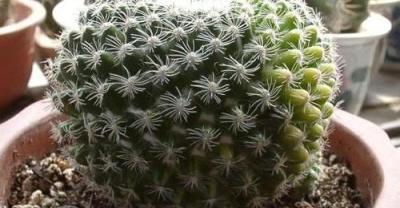 养殖｜关于一朵好看的非洲菊