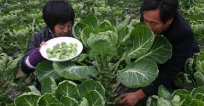 星油藤在贵州地区的种植方法